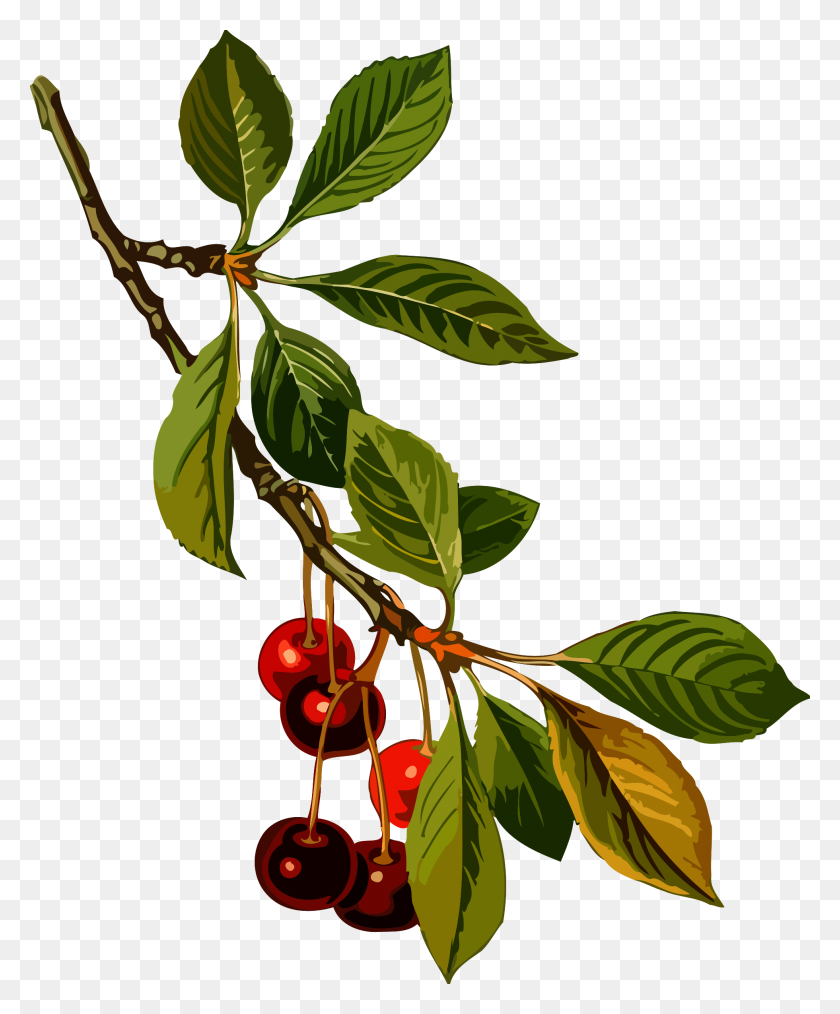 1961x2400 Clipart - Cherry Tree PNG