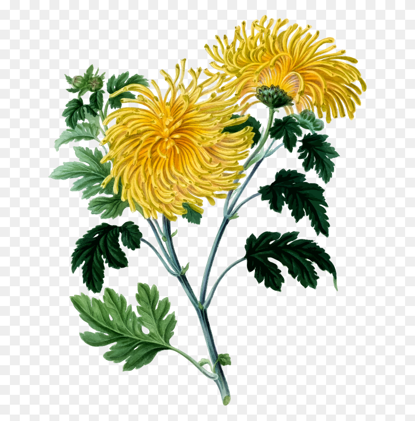 646x793 Clipart - Chrysanthemum Clipart