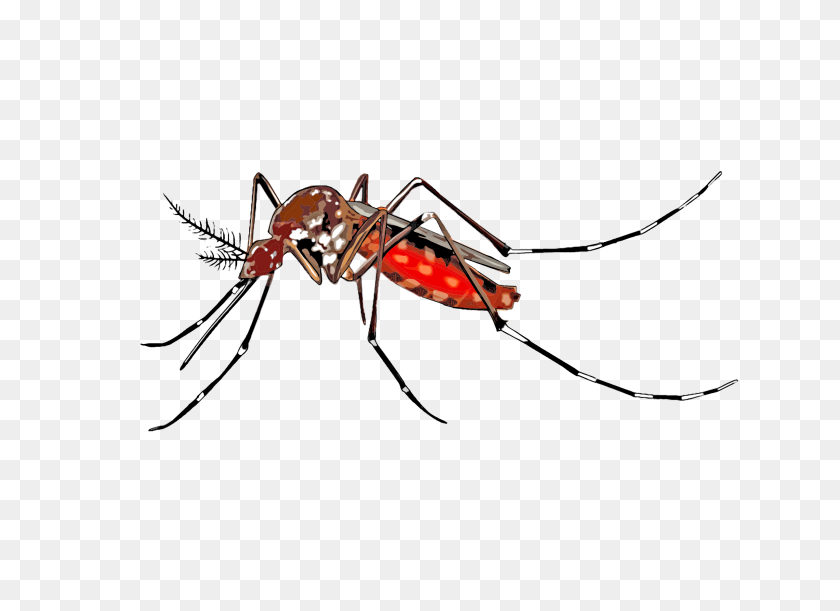 2400x1697 Clipart - Imágenes Prediseñadas De Mosquitos
