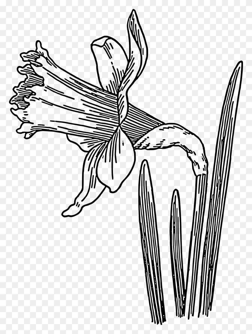 1777x2400 Clipart - Daffodil Clip Art