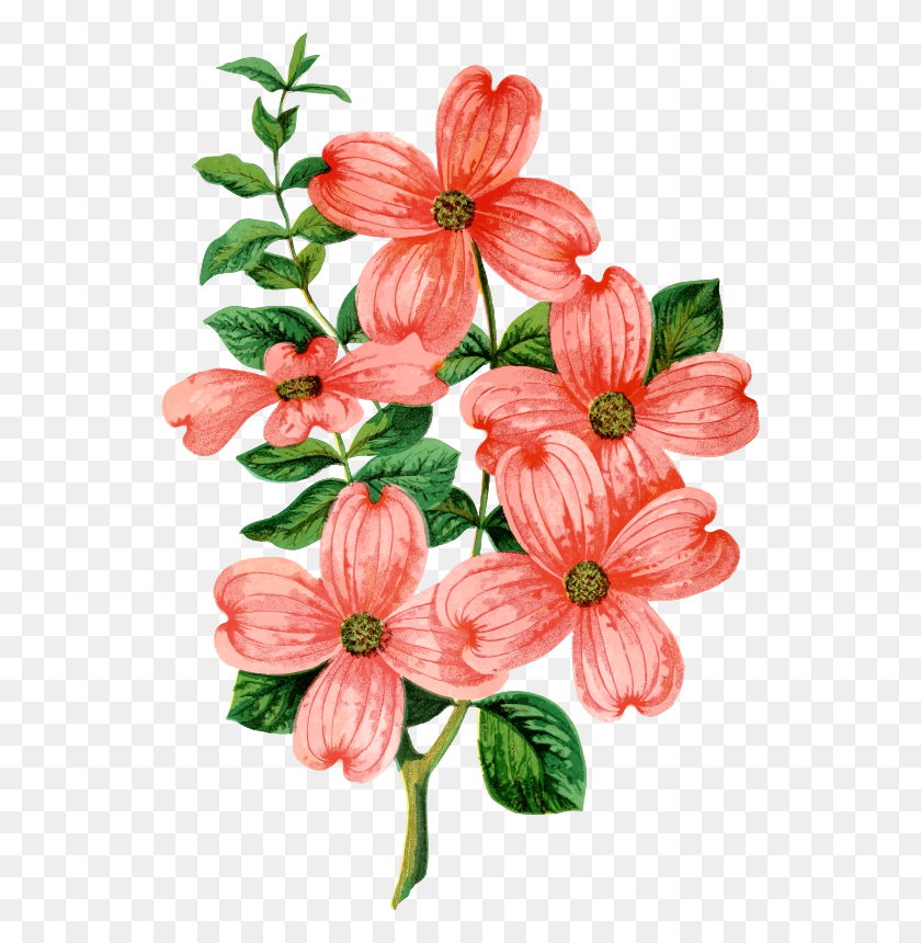 546x800 Clipart - Dogwood Flower Clipart