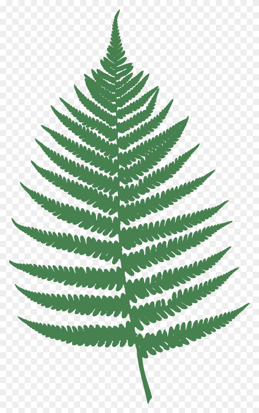 1465x2400 Clipart - Fern Clipart