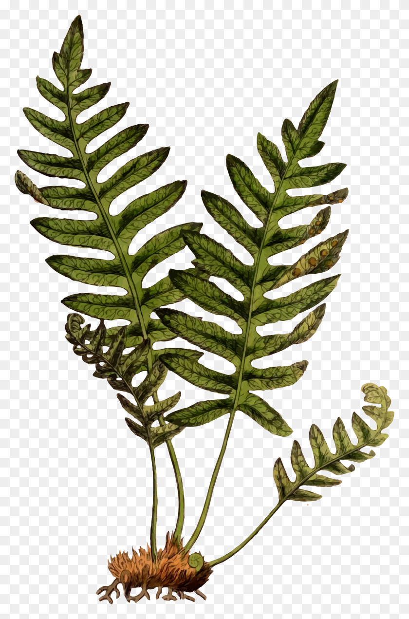 1530x2376 Clipart - Fern PNG