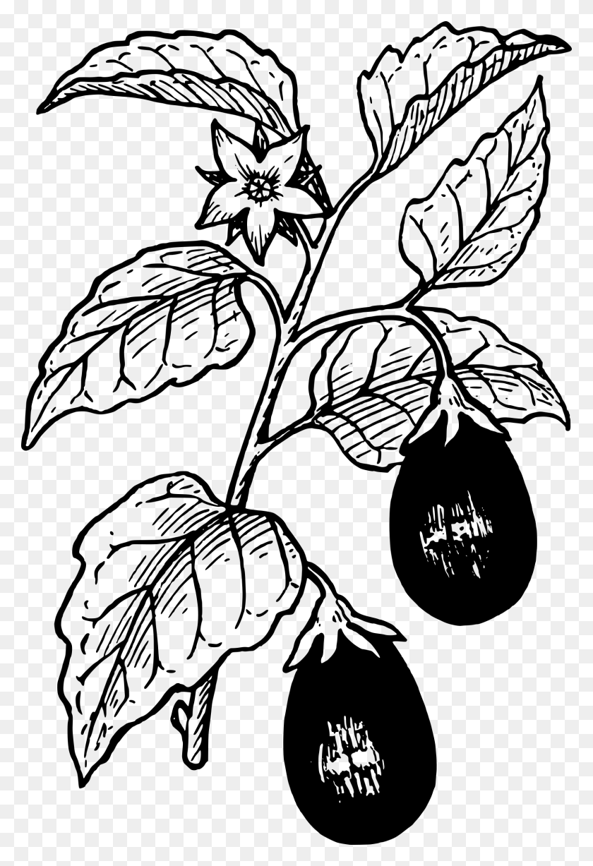 1604x2400 Clipart - Fig Tree Clipart
