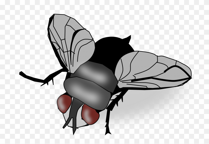 2400x1605 Clipart - Mosca Png