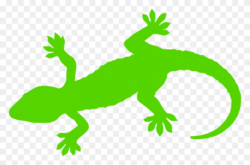 800x508 Clipart - Gecko PNG