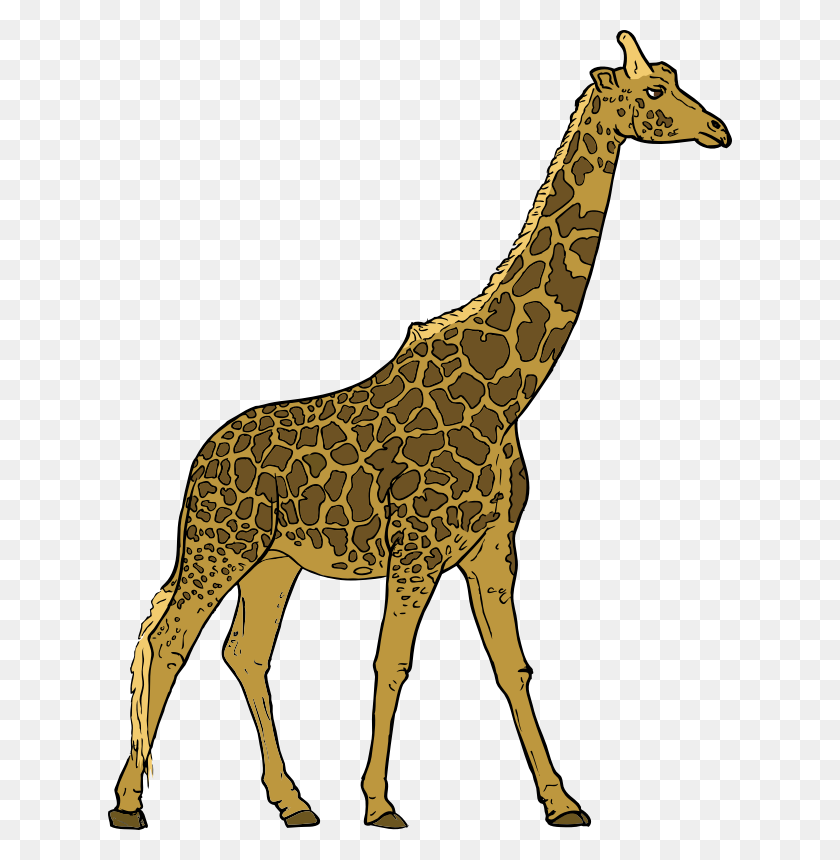 624x800 Clipart - Giraffe PNG