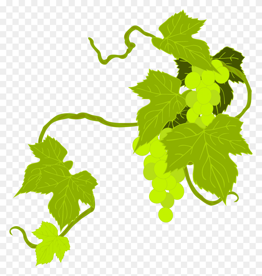 2118x2245 Clipart - Grape Vine PNG