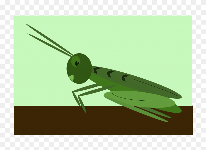 2400x1697 Clipart - Grasshopper Clipart