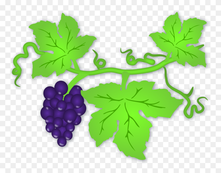 2400x1843 Clipart - Leaf Vine Clip Art