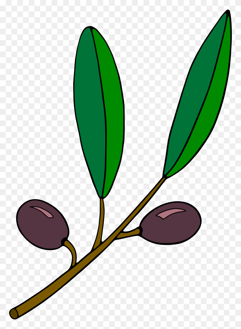1722x2400 Clipart - Olive Leaf Clipart
