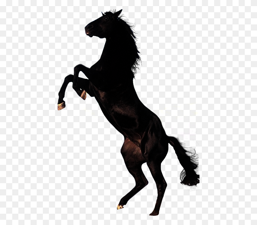 465x677 Clipart Brown Horse Png Image, Free Download Picture, Transparent - Horse PNG