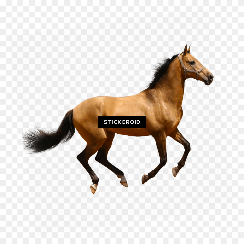 1693x1694 Клипарт Коричневая Лошадь Png Изображение Изображения, Прозрачный Фон - Мустанг Лошадь Png