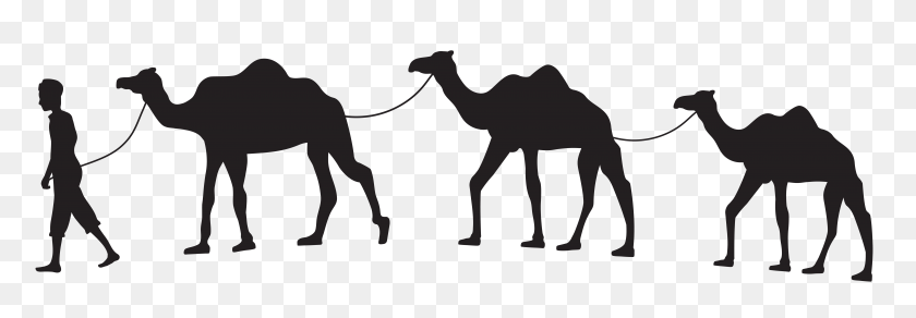 8000x2380 Clipart Camellos Imágenes Prediseñadas - Desert Clipart Blanco Y Negro