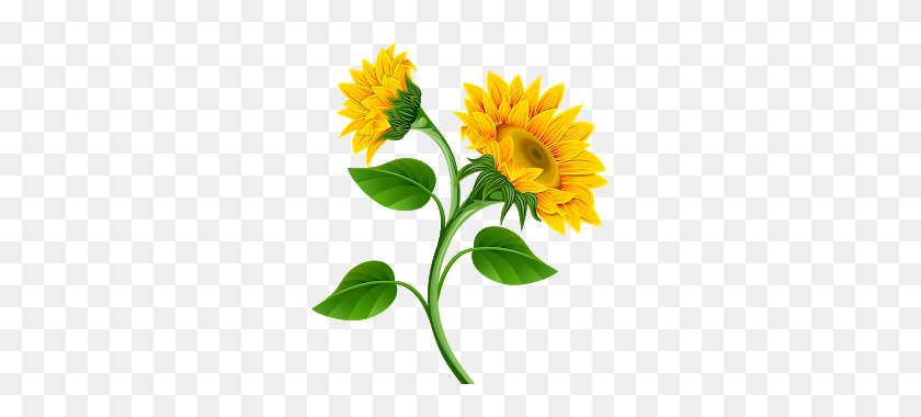 287x320 Clipart De Girassol Para Montagens Digitais Sunflowers - Sunflower Images Clipart