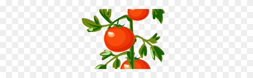 300x200 Clipart Download In Png Format With Transparent Background - Tomato Plant PNG