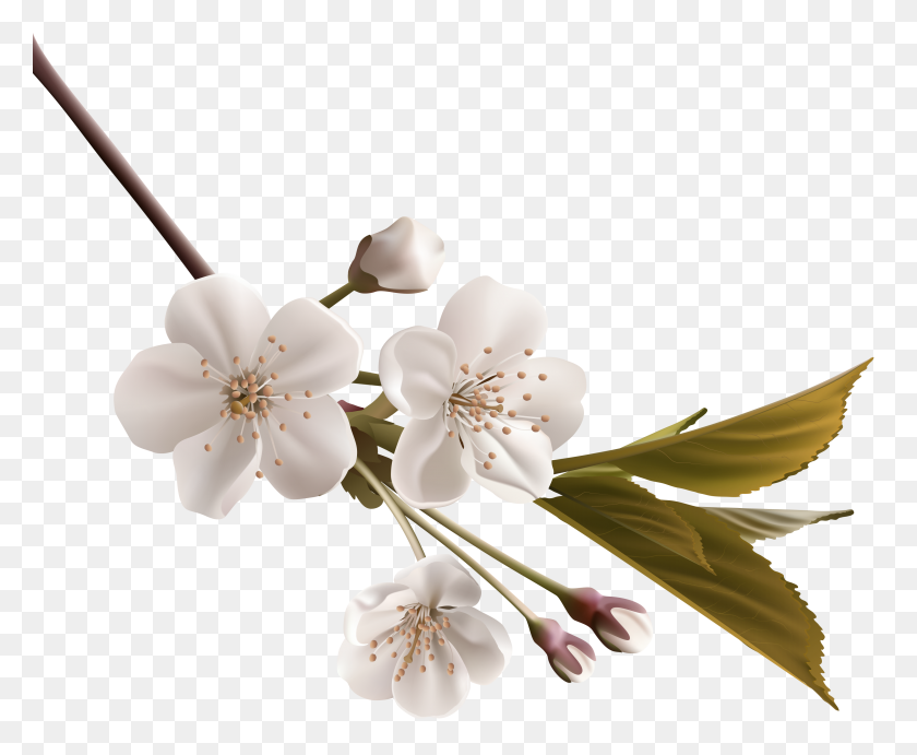 3230x2617 Clipart Flower Apple Blossom, Clipart Flower Apple Blossom - Apple Blossom Clipart