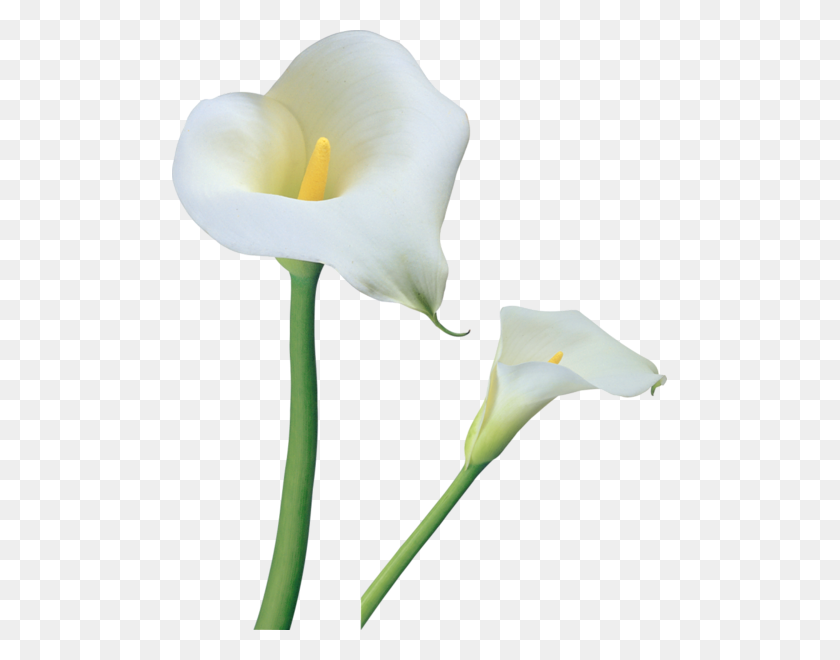 495x600 Clipart Flores, Calla Lily - Lily Of The Valley Clipart