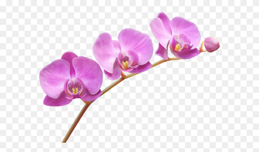 600x432 Клипарт Цветы, Орхидеи - Орхидеи Png