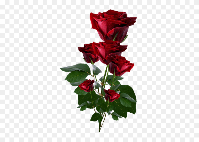 352x539 Клипарт Цветы, Красные Розы - Цветочный Куст Png