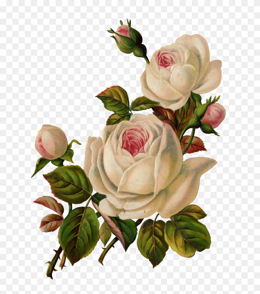 650x890 Imágenes Prediseñadas De Flores Mil Yandeks Zobrazhennyah Imágenes Encontradas - Vintage Flor Png