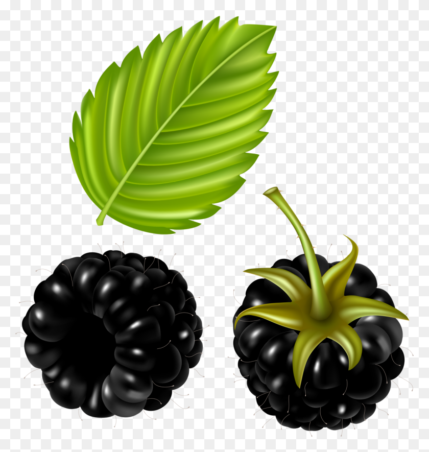 1209x1280 Clipart Fruit, Clip Art And Art - Blackberry Clipart