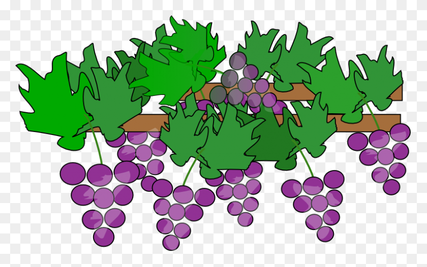 800x478 Clipart Grape Vine - Clambake Clipart