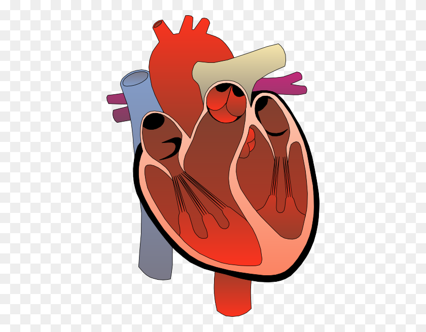 420x595 Imágenes Prediseñadas De Diagrama Médico De Corazón Clipart Vector Libre - Corazón De Cruz Clipart