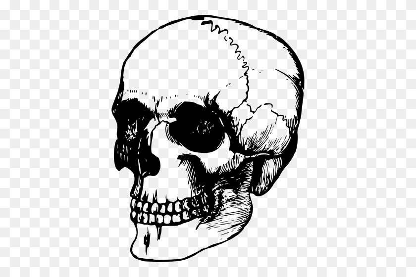390x500 Clipart Human Head Outline - Skull Clipart Black And White