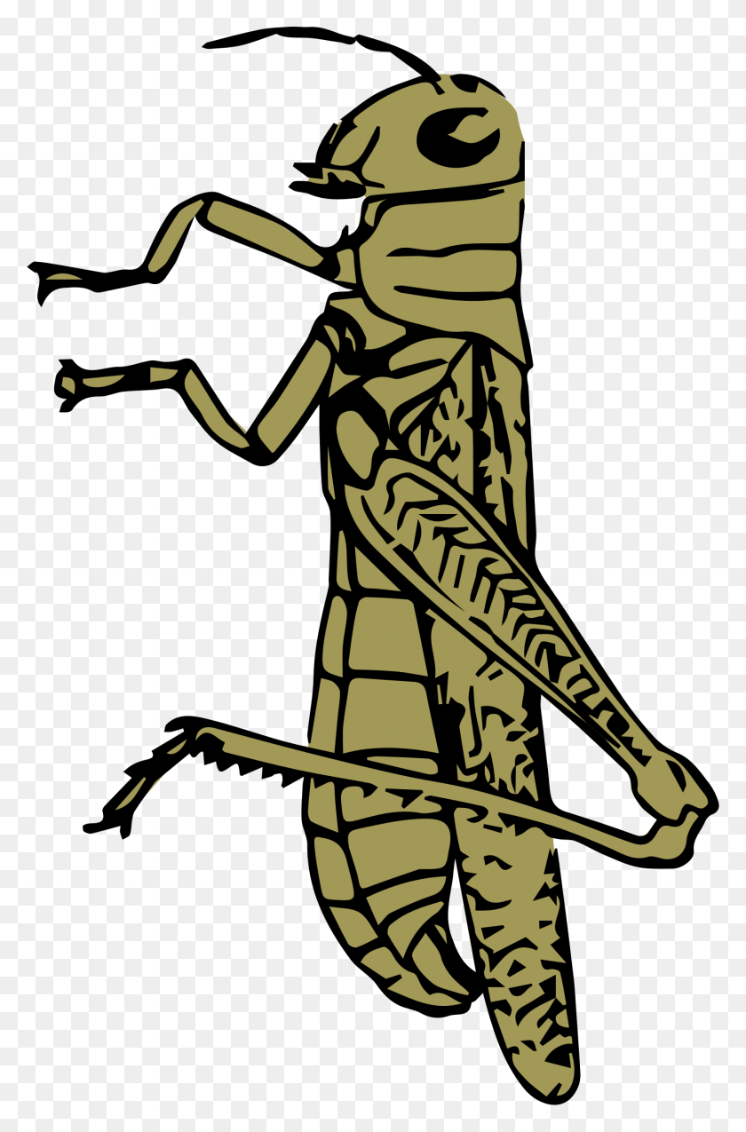 1406x2191 Clipart Images Of Grasshopper All About Clipart - Locust Clipart
