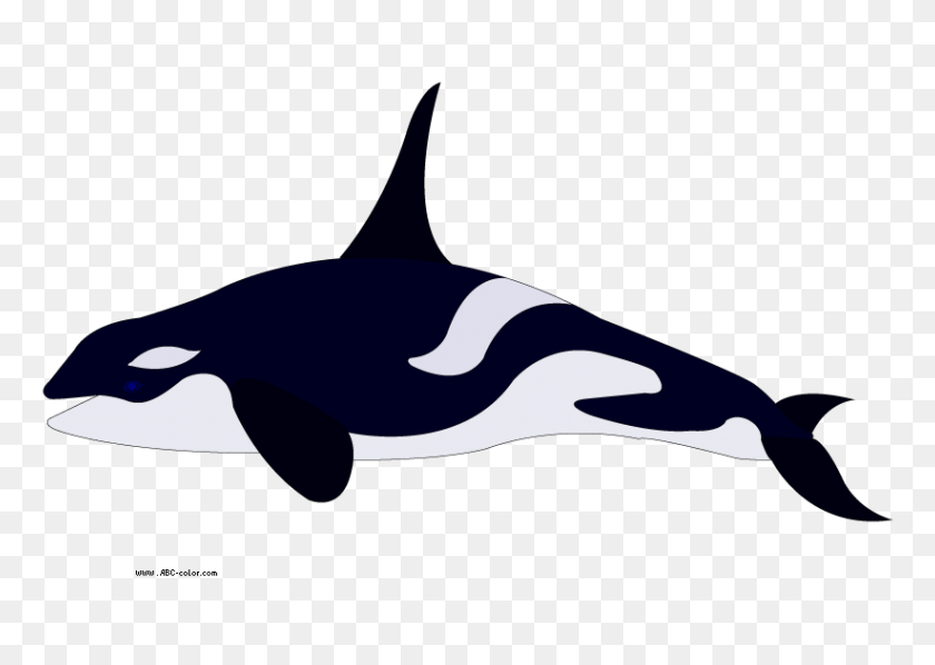 822x567 Clipart Killer Whale - Jonás Y La Ballena Clipart