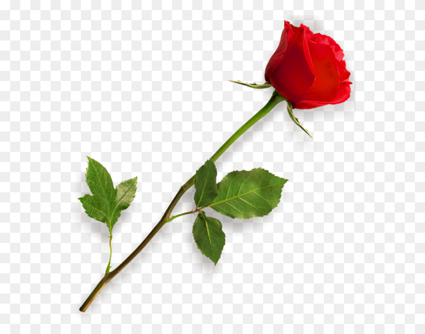 567x600 Clipart Long Rose Stem - Burgundy Rose Clipart