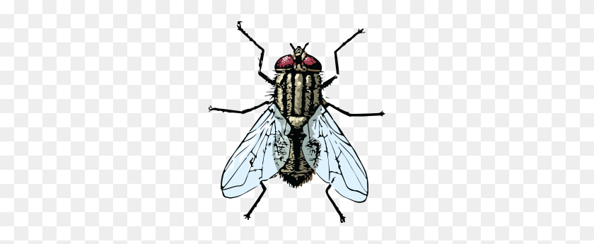 250x285 Clipart Of A Fly Banner Library Library Blow Fly - Cicada Clipart