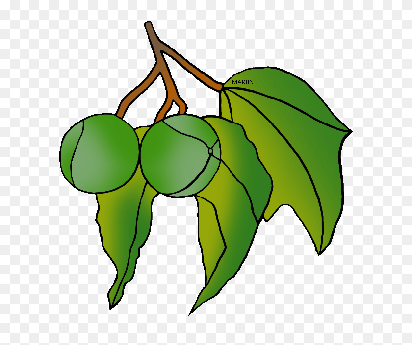 648x644 Clipart Of Hawaiis State Tree - State Clipart
