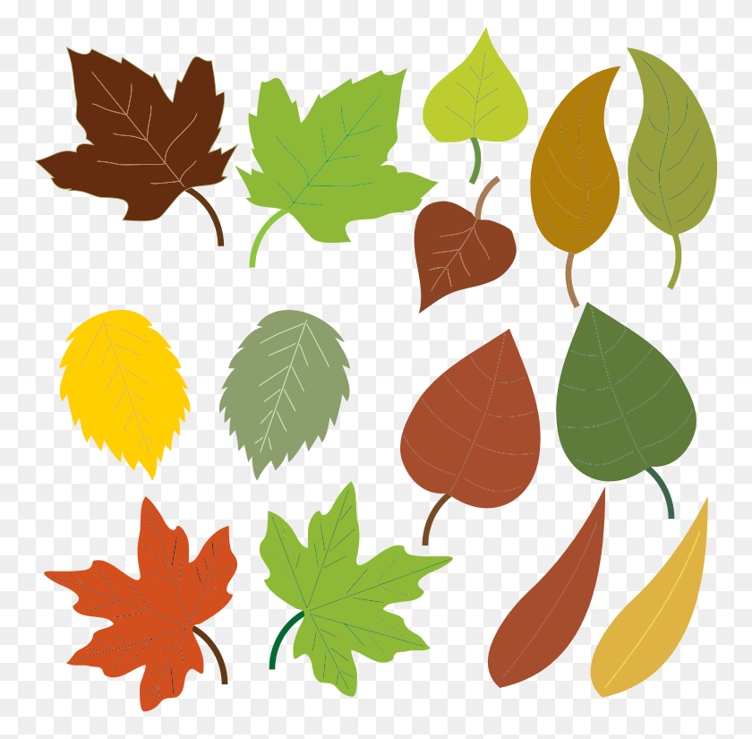 764x765 Clipart Of Leaves - Oak Leaf Clip Art