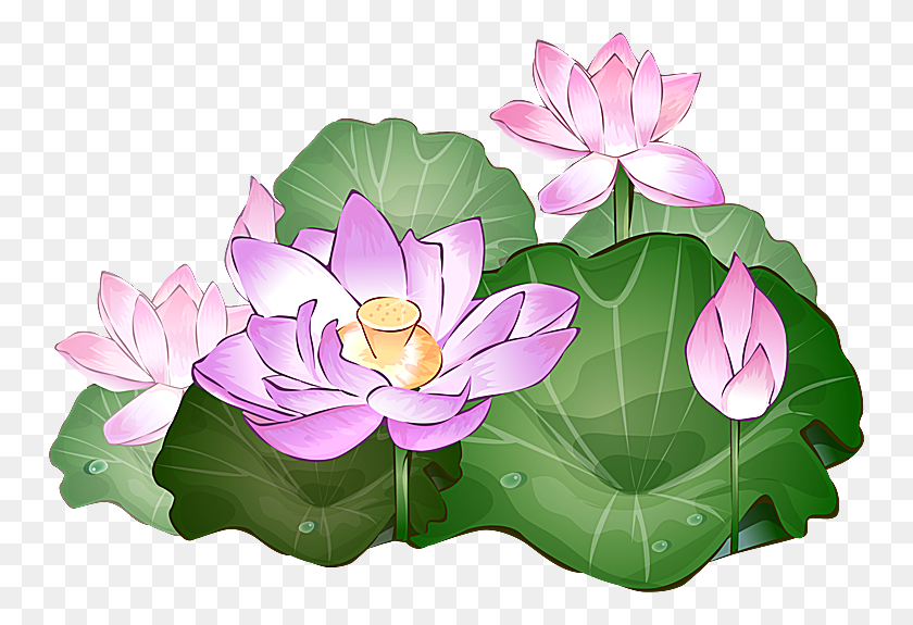 750x515 Clipart Of Lotus Collection - Summer Flowers PNG