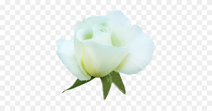 413x381 Clipart Of Valentine Day Roses - Imágenes Prediseñadas De Rosa Blanca