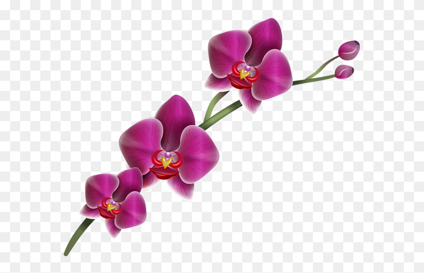 600x481 Clipart Orchid And Free - Orchid PNG