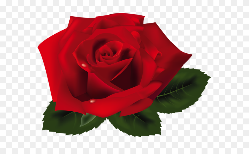 600x460 Клипарт Красные Розы, Цветы - Розовая Роза Png