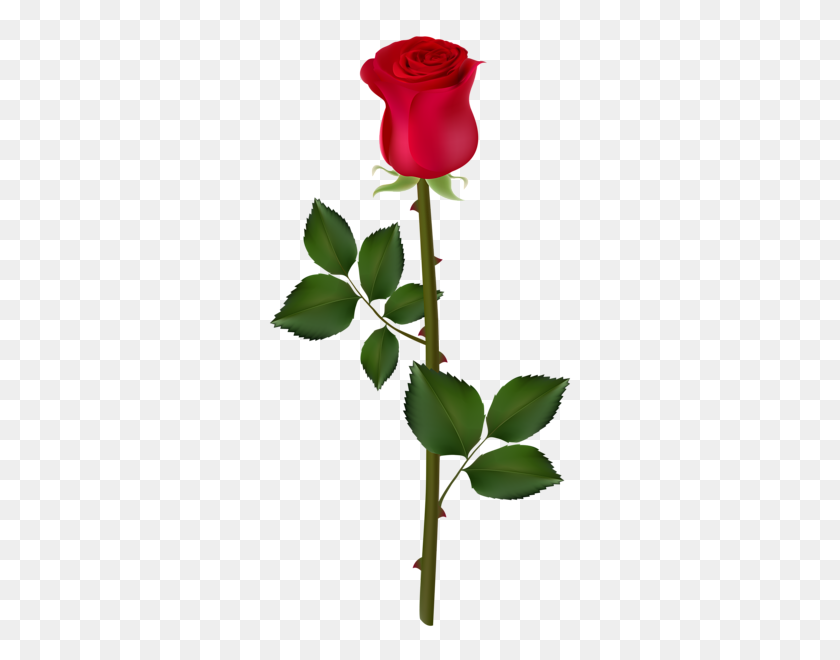 318x600 Клипарт Красные Розы, Красная Роза - Один Цветок Png