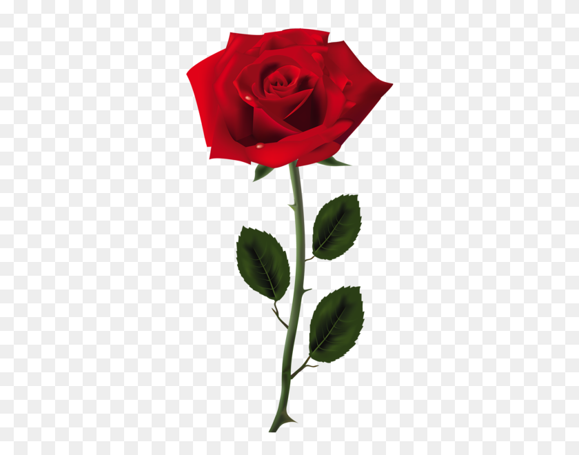 317x600 Clipart Rosas Rojas, Rosa - Flor Rosa Png