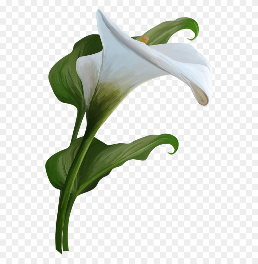 546x800 Clipart Resolution - Calla Lily PNG