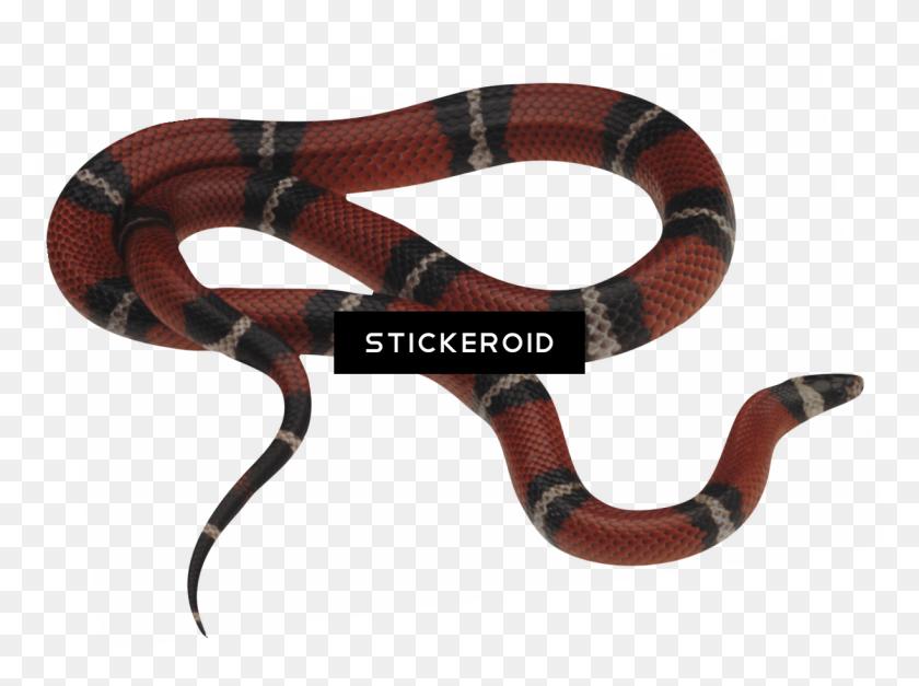 1224x891 Clipart Snake - Snake PNG