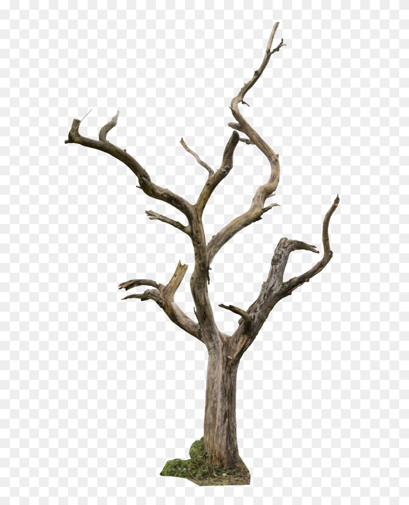 600x977 Clipart Tree Branch For Photoshop Free Clip Art Images - Tree Branch PNG