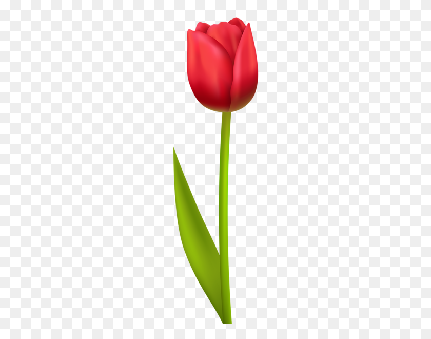 190x600 Clipart Tulips, Red Tulips - Red Flower Clipart