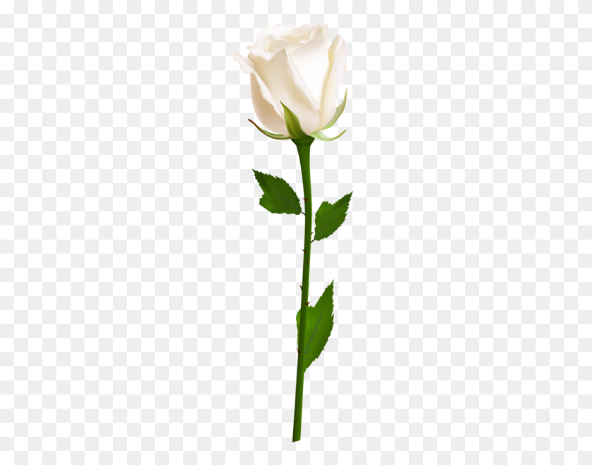 185x600 Clipart White Roses, Flowers - White Rose Clip Art