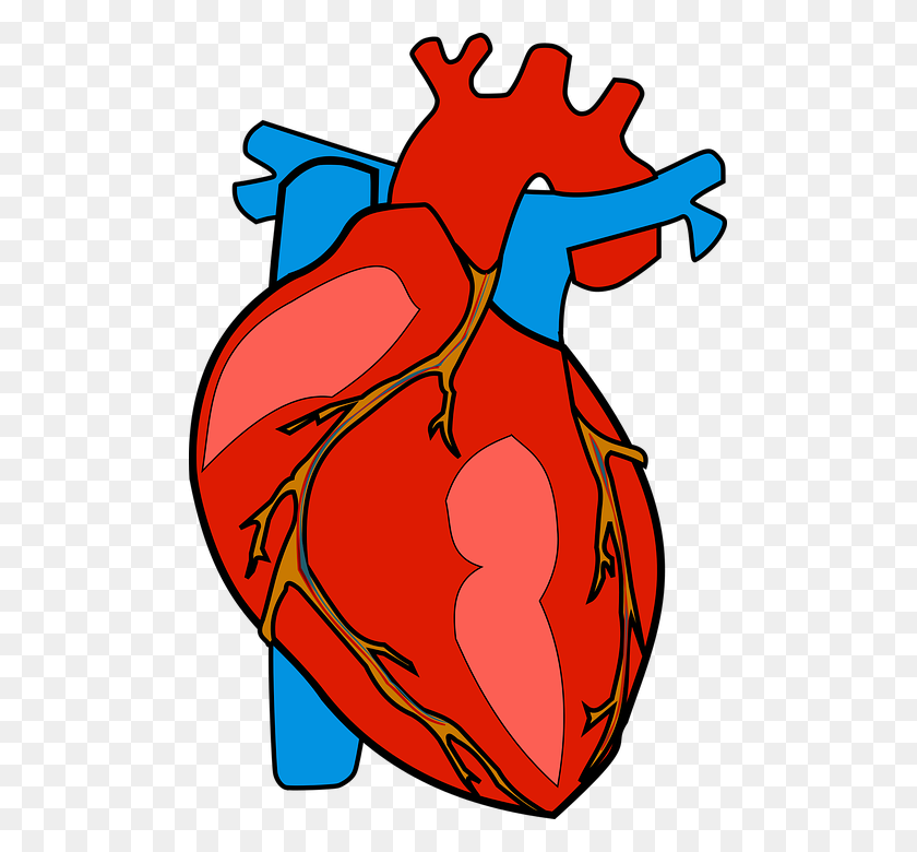 493x720 Mecanismo De Acción De Clopidogrel, Efectos Secundarios, Interacciones De Medicamentos - Corazón Sangriento Png