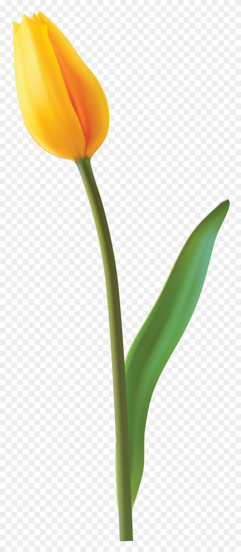 3354x8000 Tulipán Amarillo Cerrado Png Clipart - Tulip Png