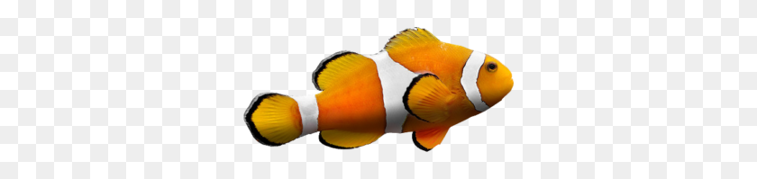 300x139 Clownfish - Clown Fish PNG