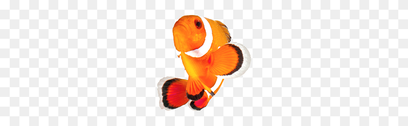 196x200 Clownfish - Clown Fish PNG